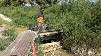 cetak sawah baru